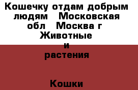 Кошечку отдам добрым людям - Московская обл., Москва г. Животные и растения » Кошки   